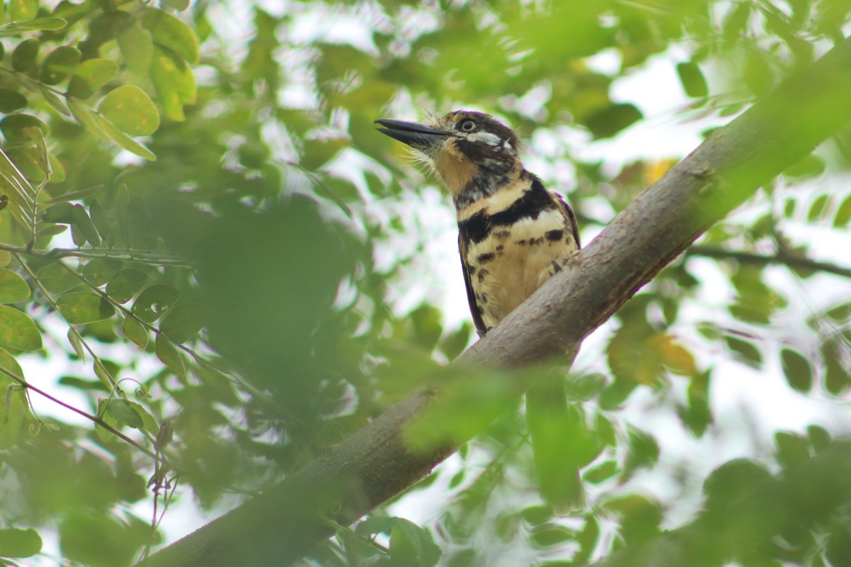 Two-banded Puffbird - ML645820823
