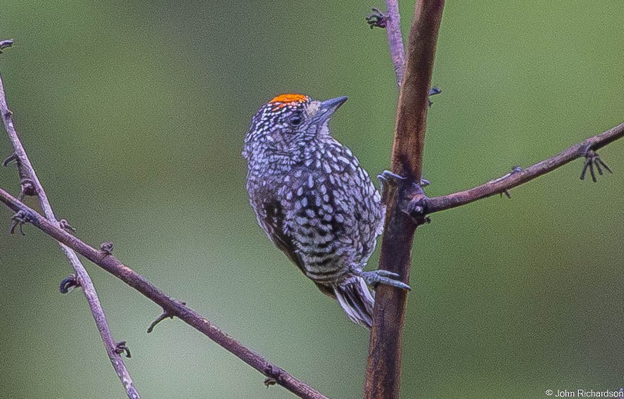 Perlenbrust-Zwergspecht - ML645820839