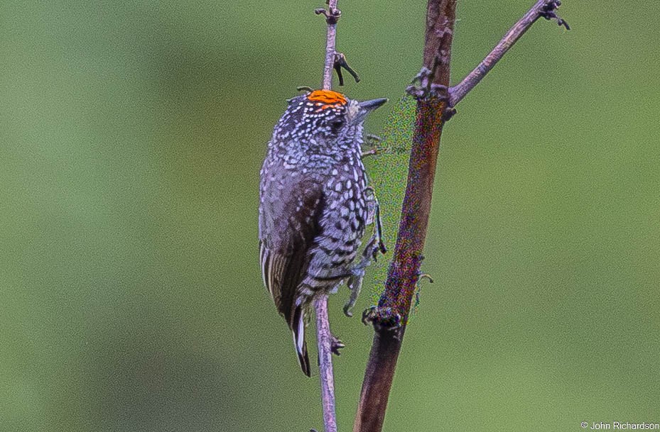 Perlenbrust-Zwergspecht - ML645820840