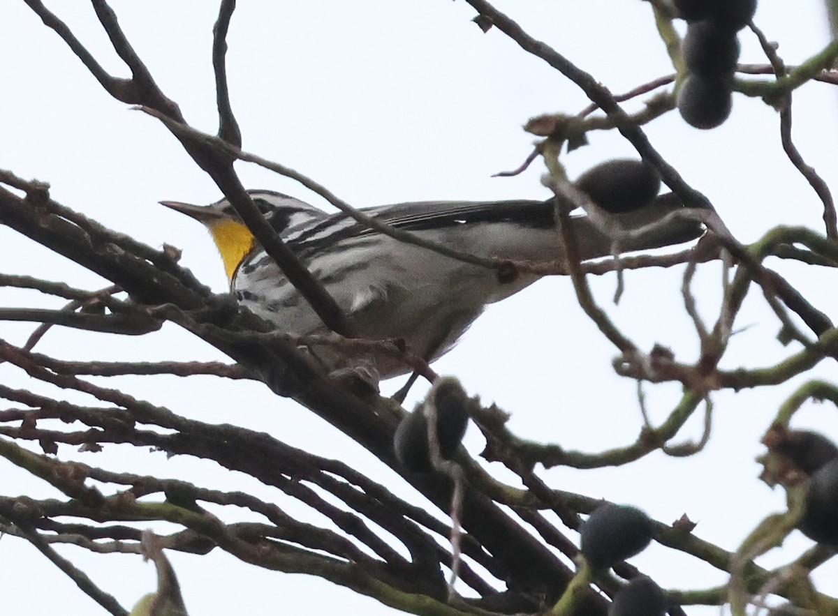 Paruline à gorge jaune - ML645820841