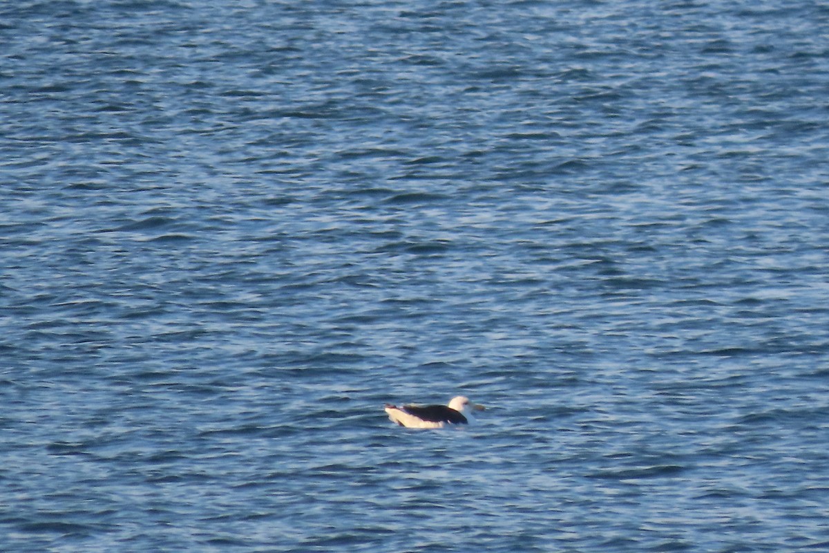 オオカモメ - ML645820842