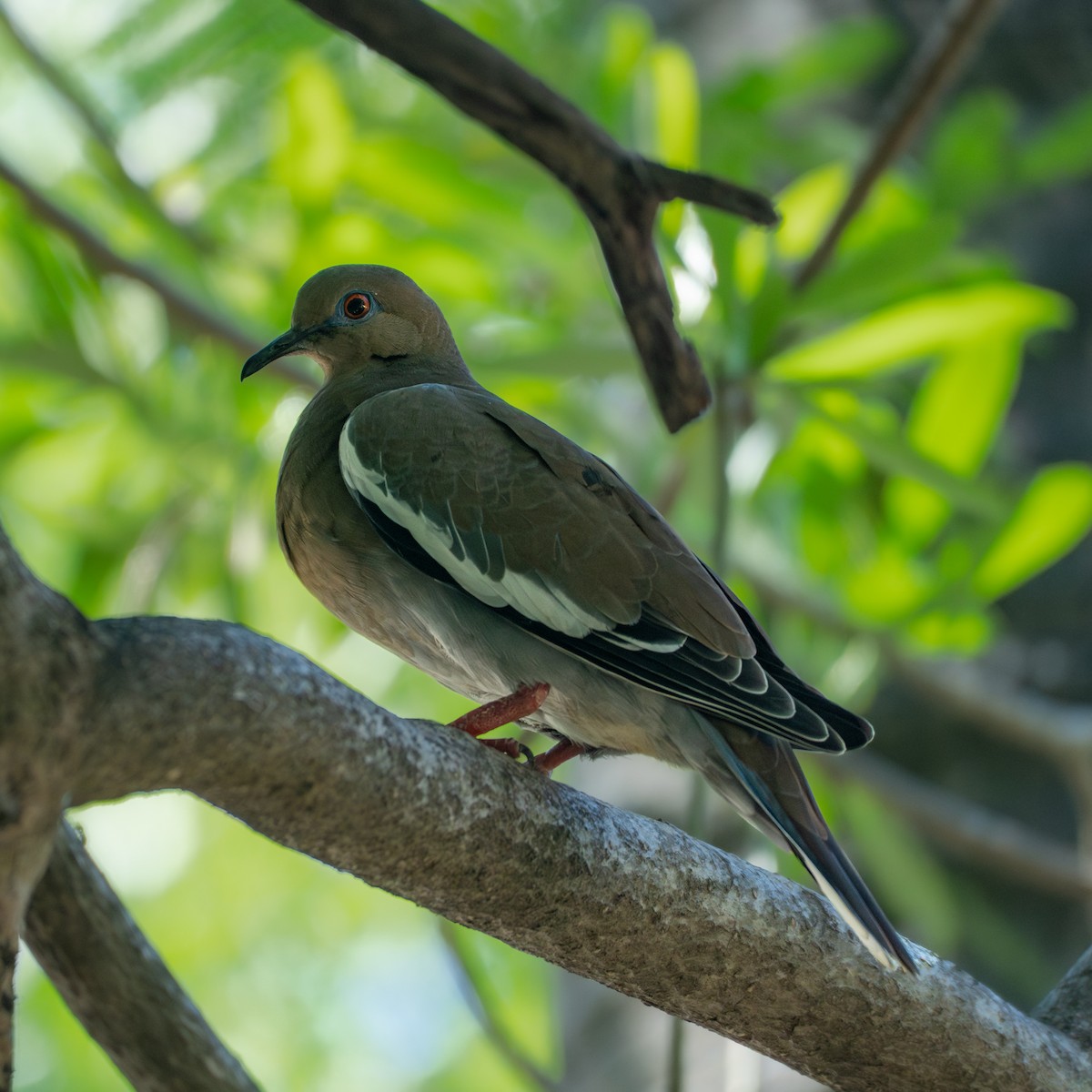 White-winged Dove - ML645820844