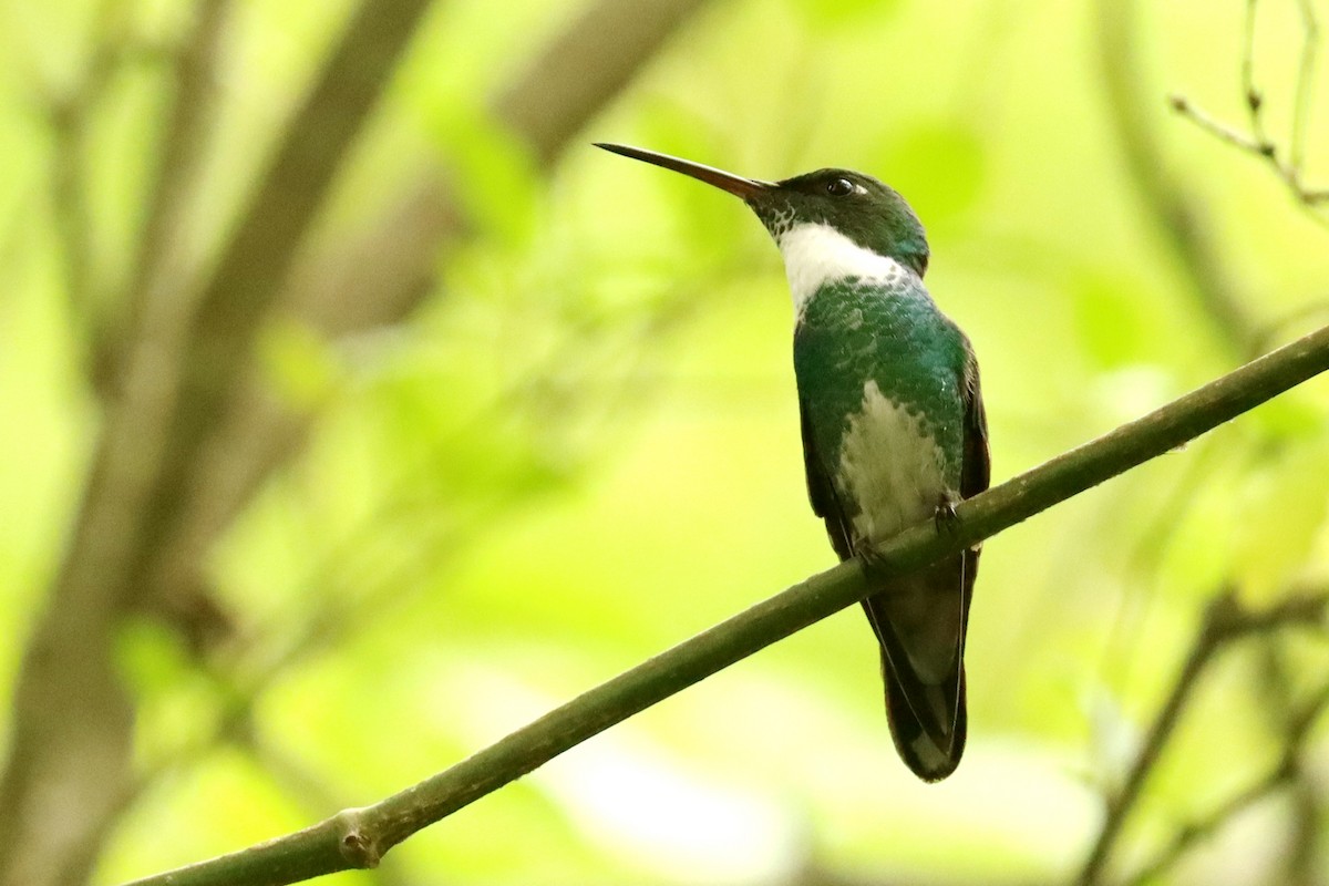 Weißkehlkolibri - ML645820847