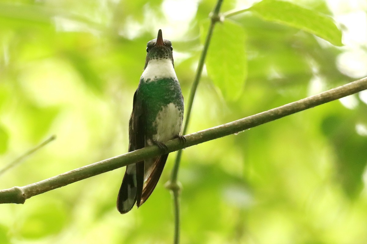 Weißkehlkolibri - ML645820848