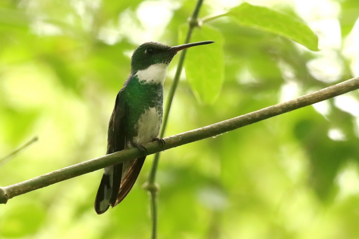 Weißkehlkolibri - ML645820849