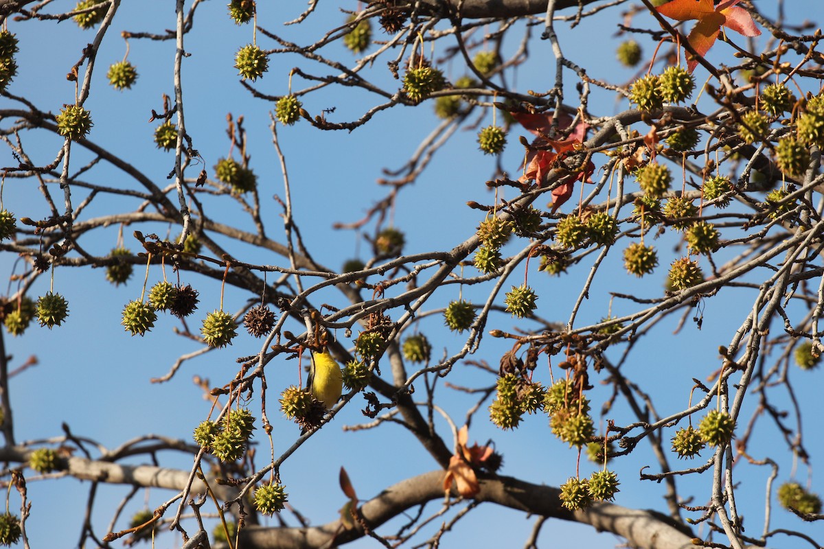 Mexikozeisig - ML645820851