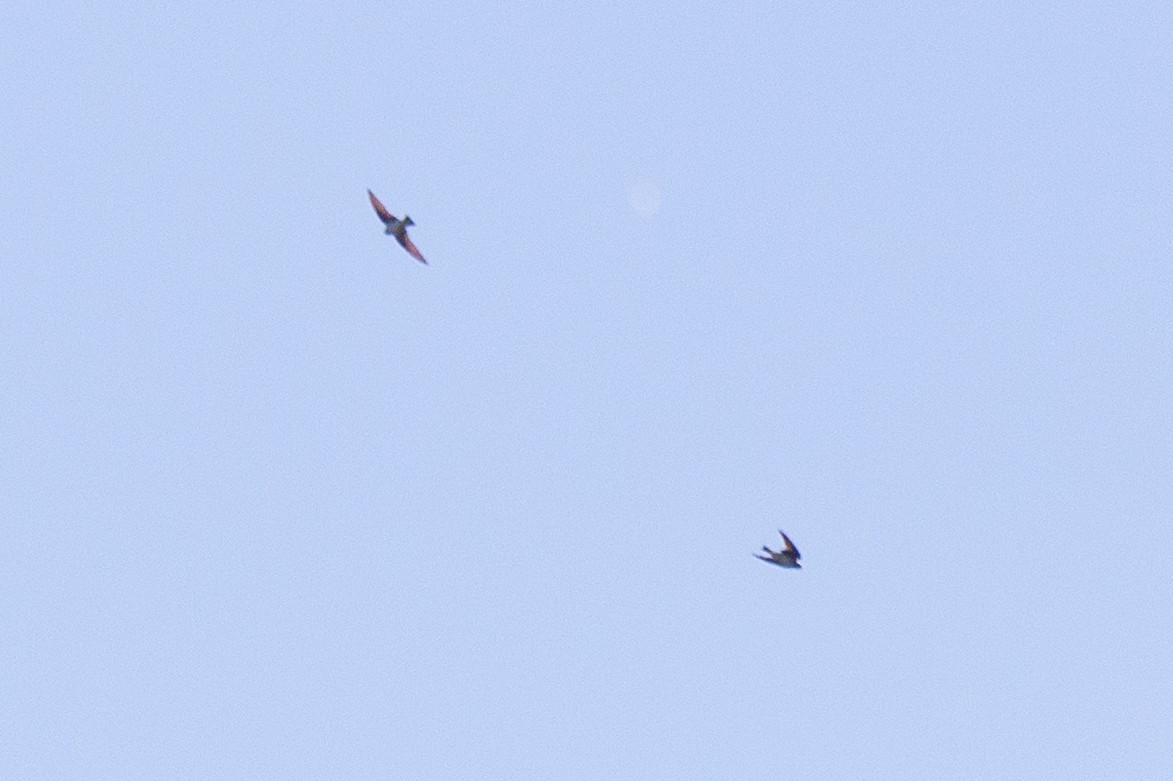 swallow sp. - ML645820852