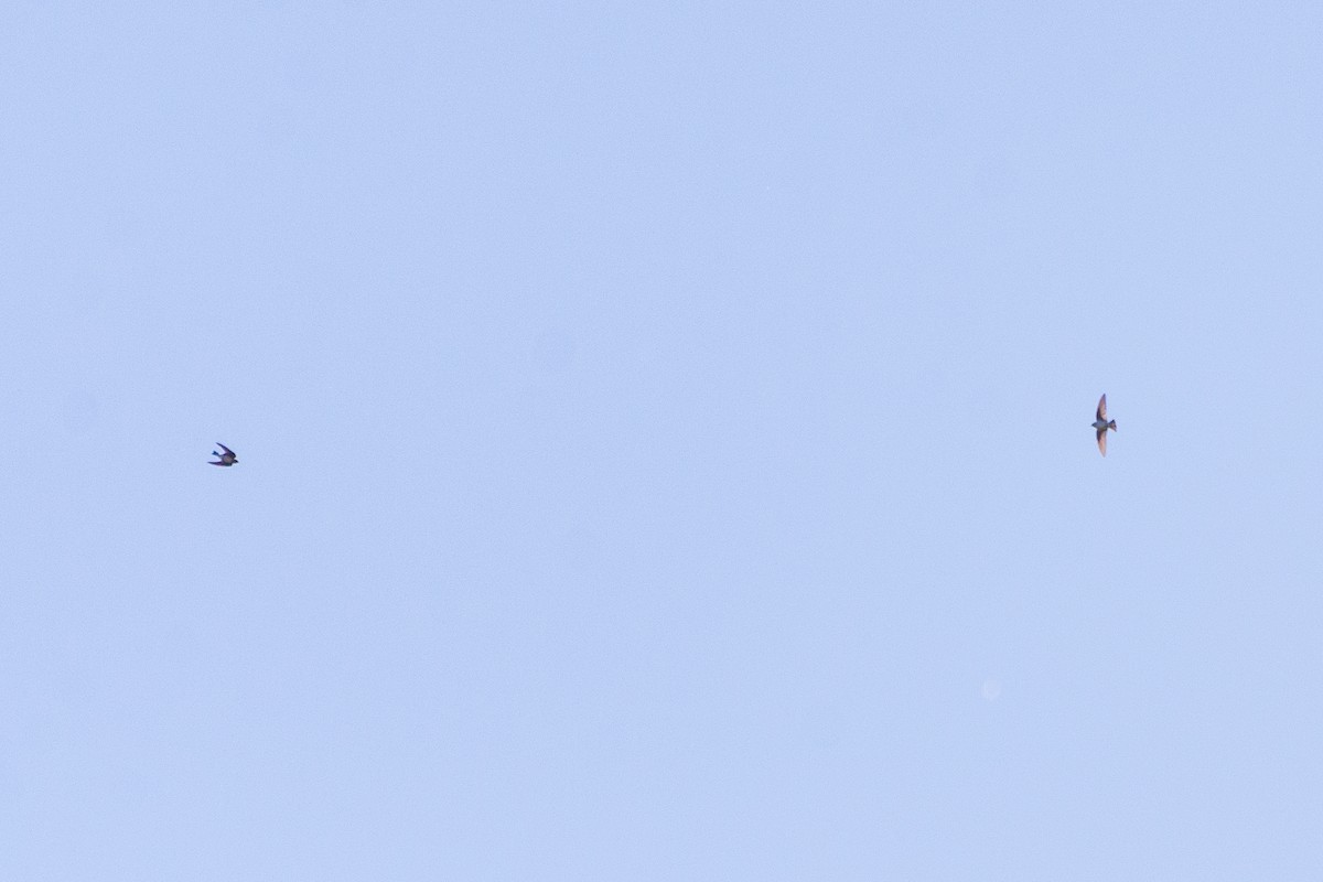 swallow sp. - ML645820853