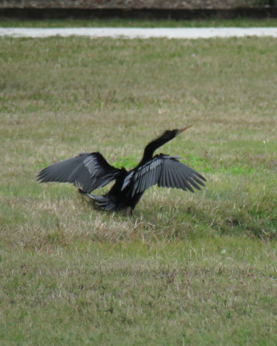 Amerika-Schlangenhalsvogel - ML645820865
