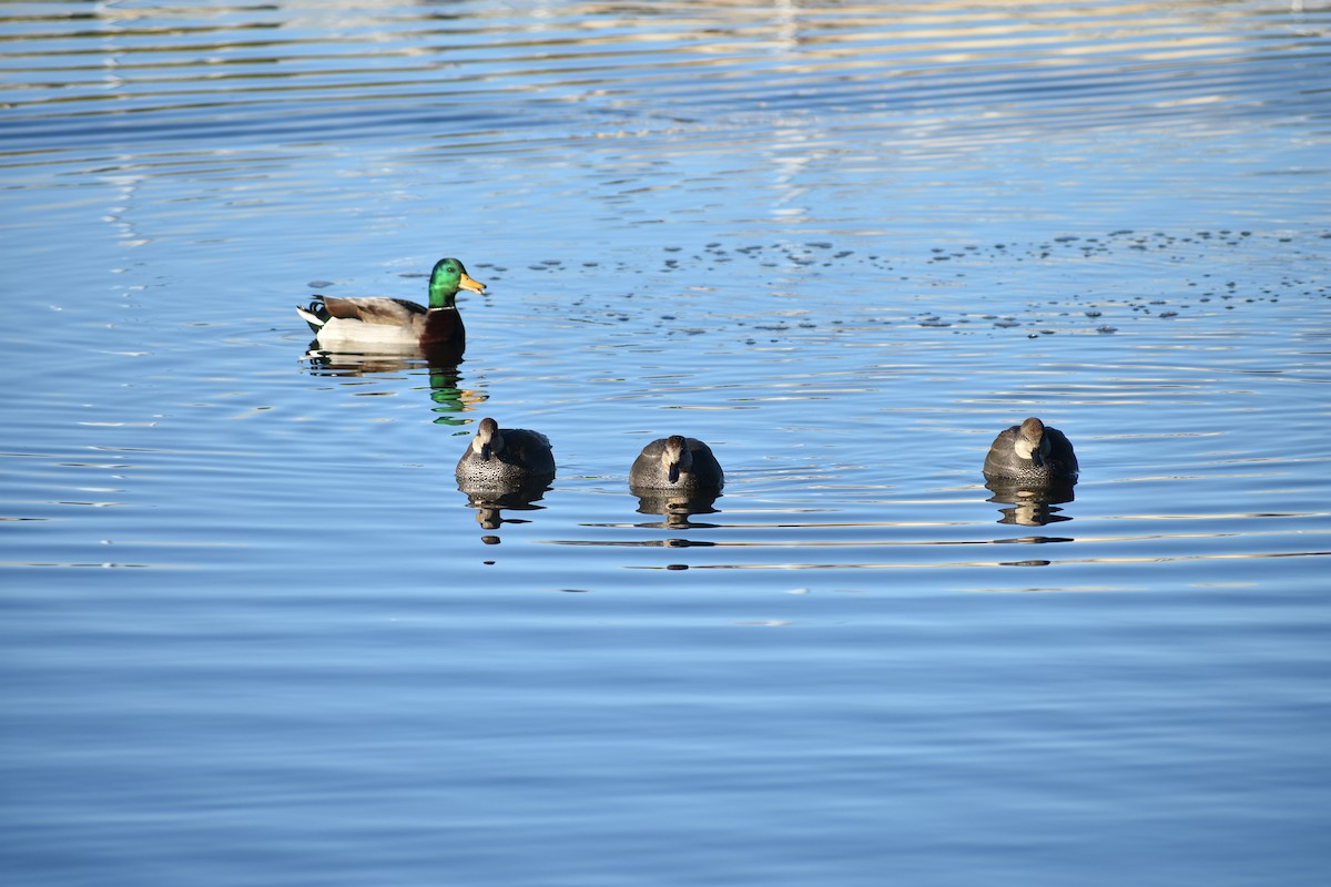 Schnatterente - ML645820866