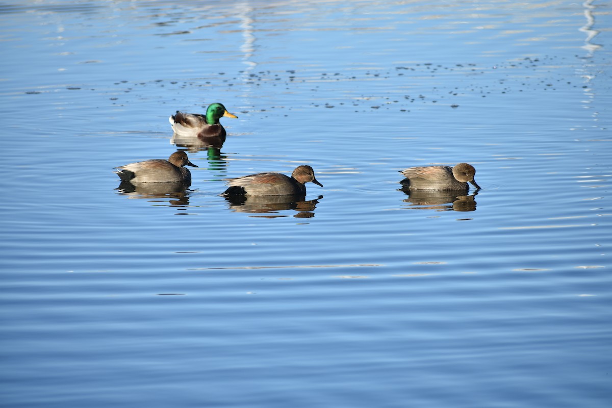 Schnatterente - ML645820867