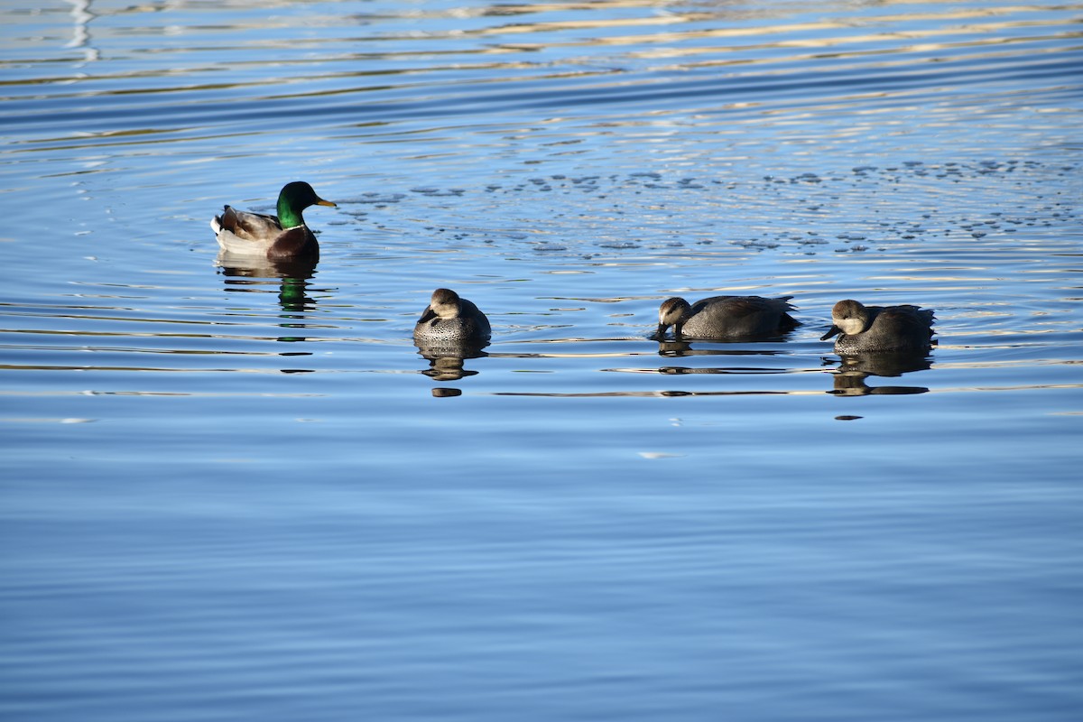 Серая утка - ML645820868