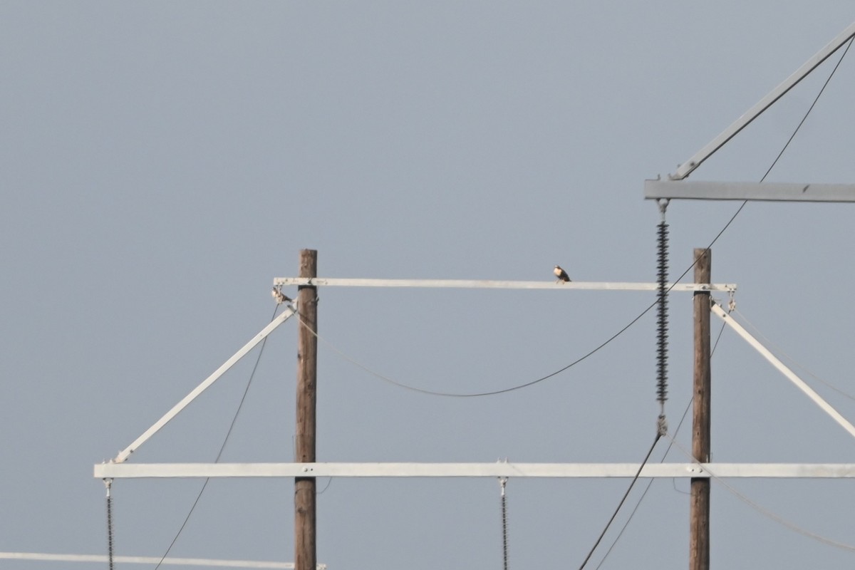 Aplomadofalke - ML645820869