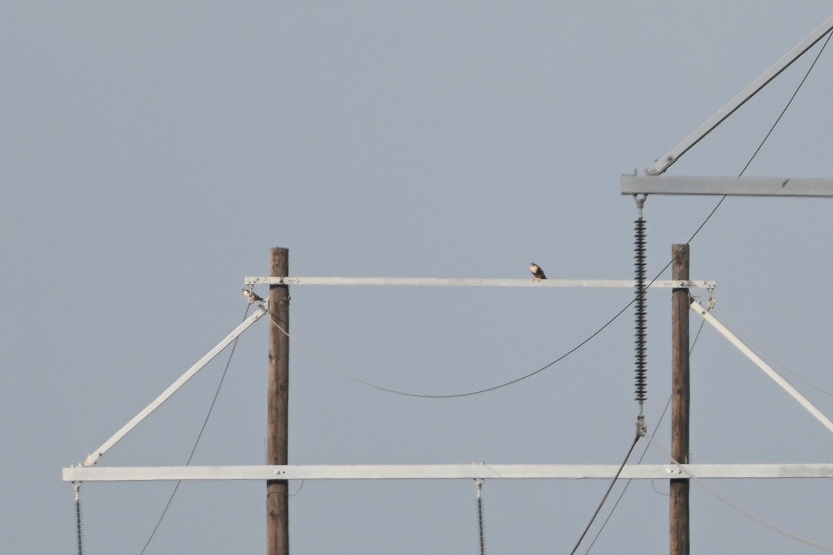 Aplomadofalke - ML645820870