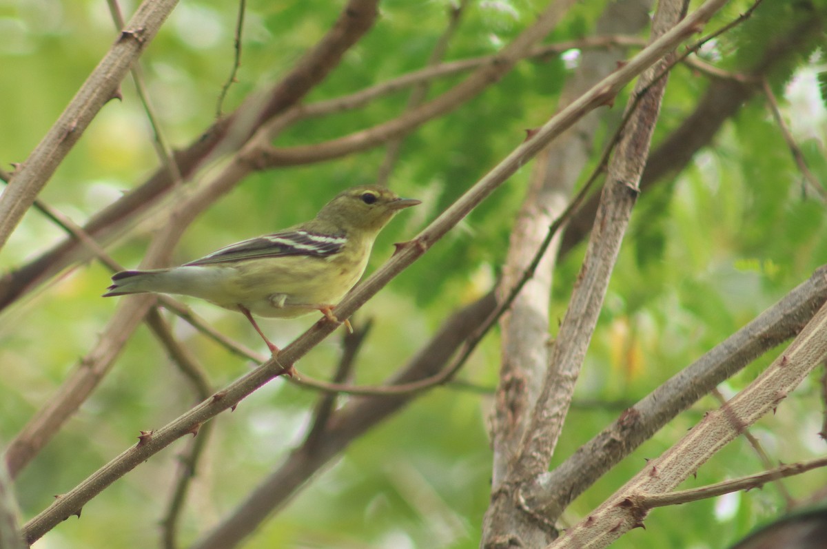 Blackpoll Warbler - ML645820871