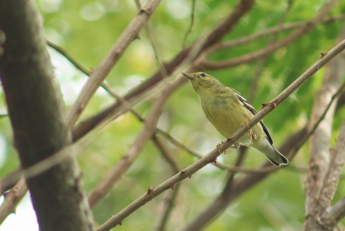Blackpoll Warbler - ML645820872