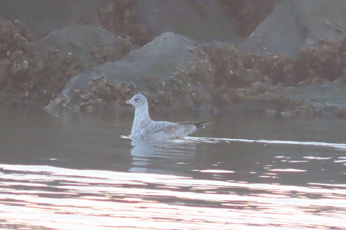 Ringschnabelmöwe - ML645820875