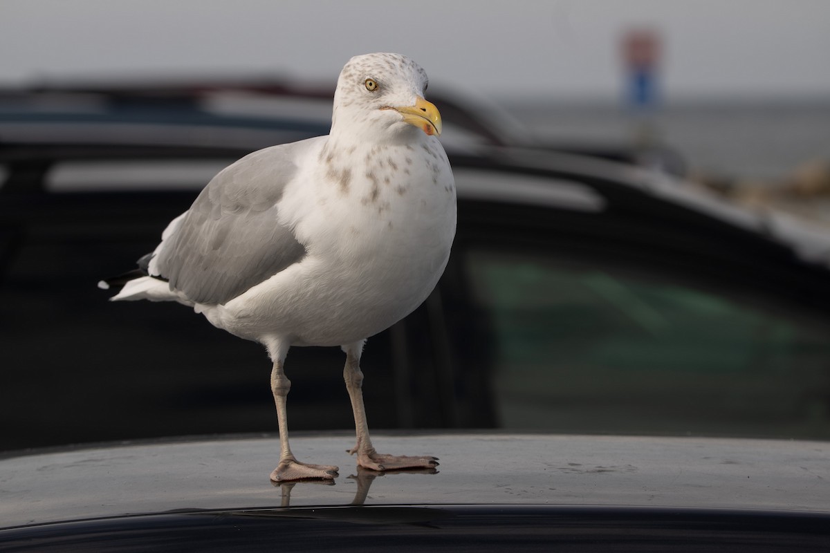 American Herring Gull - ML645820876