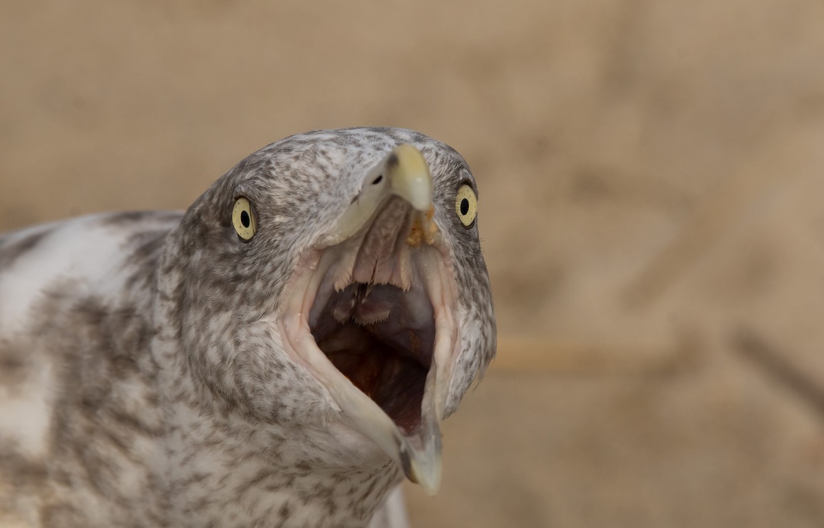 American Herring Gull - ML645820877