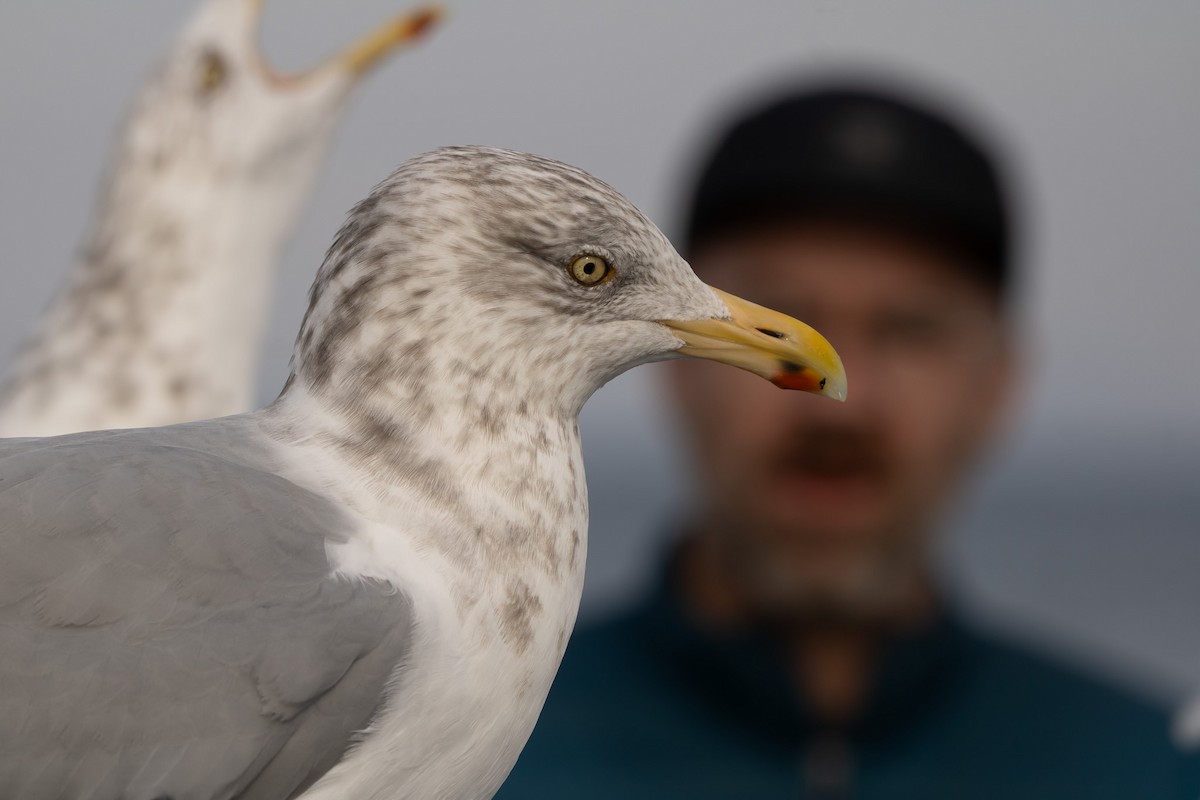 American Herring Gull - ML645820878