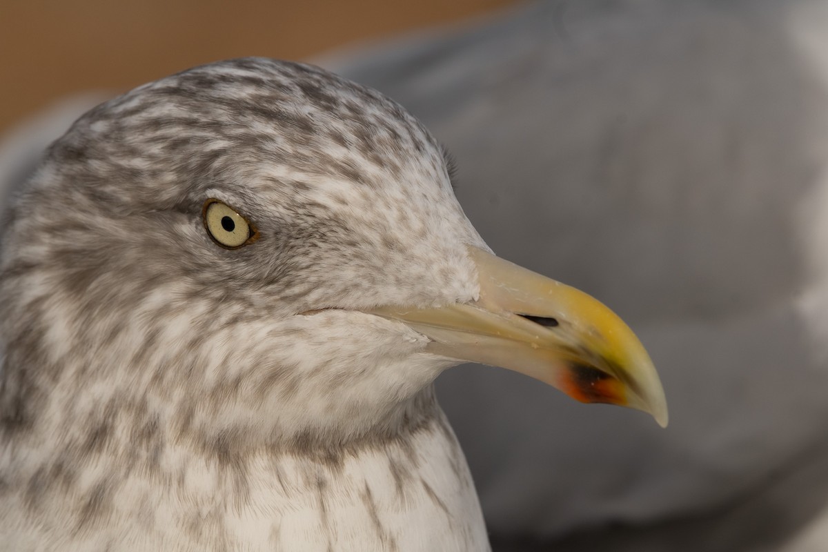 Kanadamöwe - ML645820879