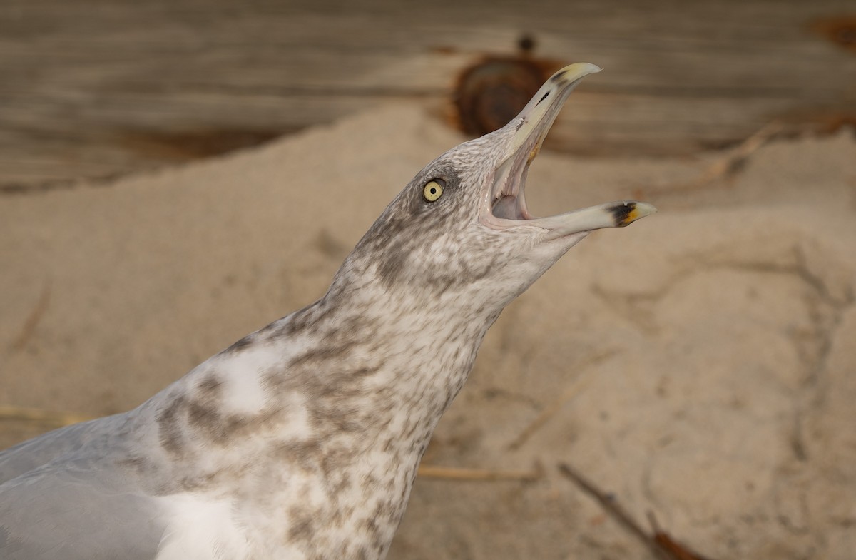 American Herring Gull - ML645820880