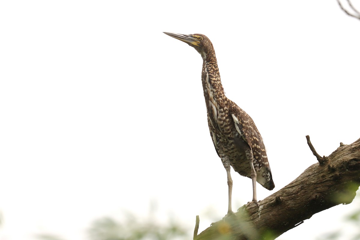 Marmorreiher - ML645820881