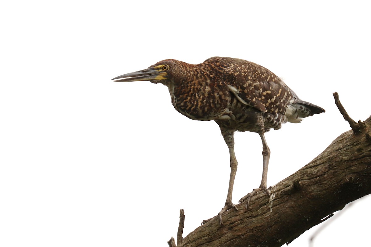 Marmorreiher - ML645820883