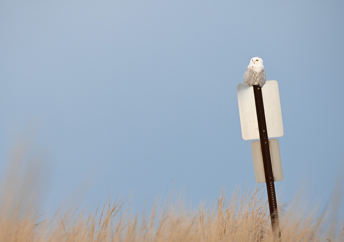 Schneeeule - ML645820900