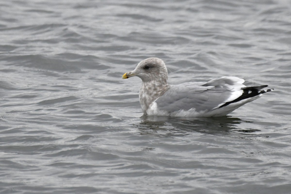 Iceland Gull (Thayer's) - ML645820901