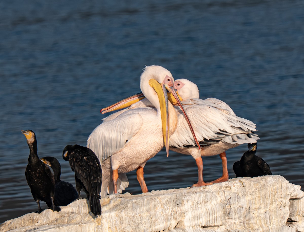 Rosapelikan - ML645820902