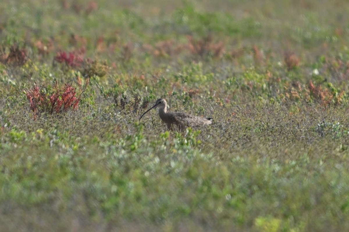 Кульон американський - ML645820903