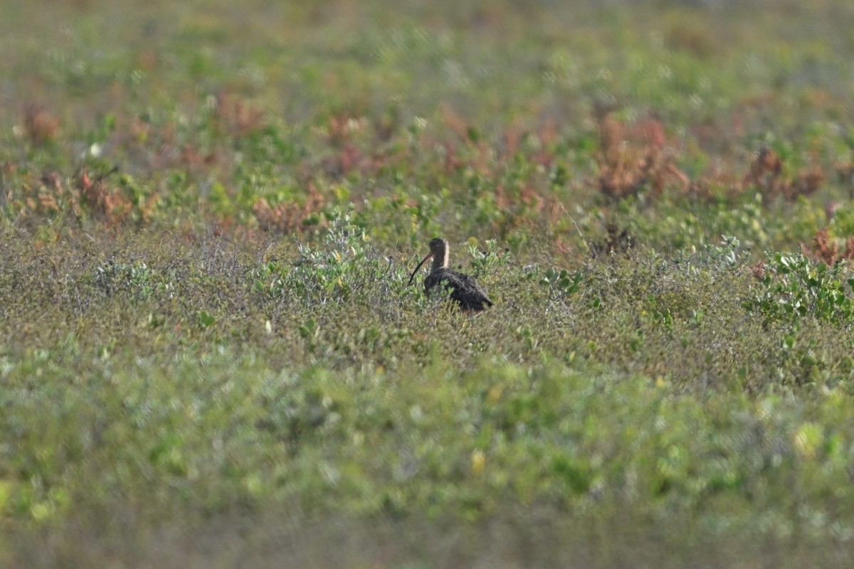 Кульон американський - ML645820904