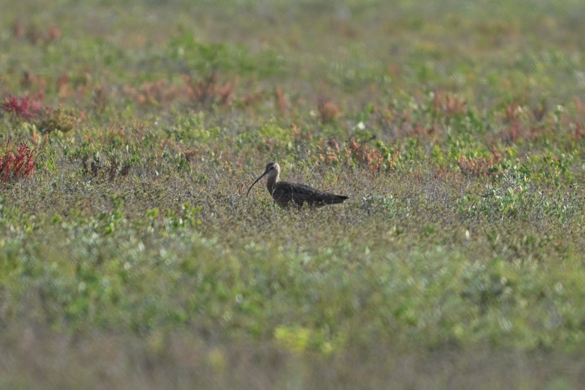 Кульон американський - ML645820906