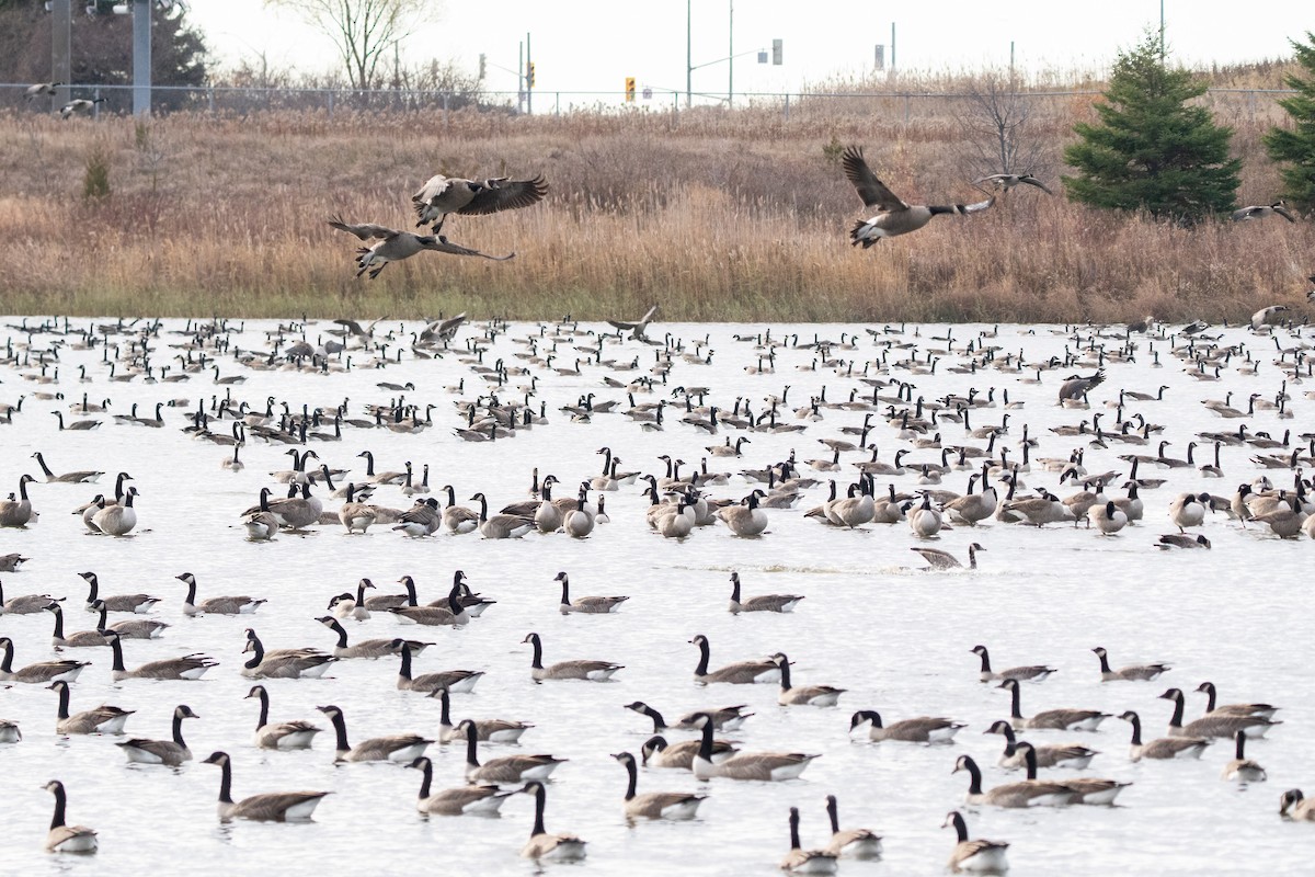 Canada Goose - ML645820912