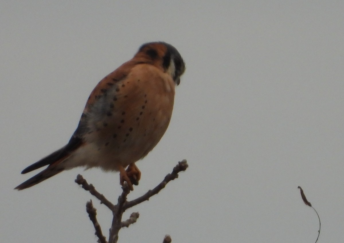 Buntfalke - ML645820917