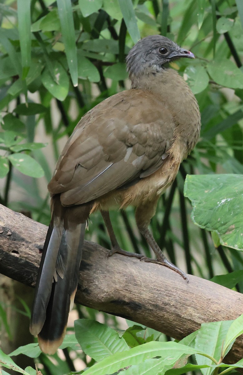 Ortalide chacamel - ML645820918