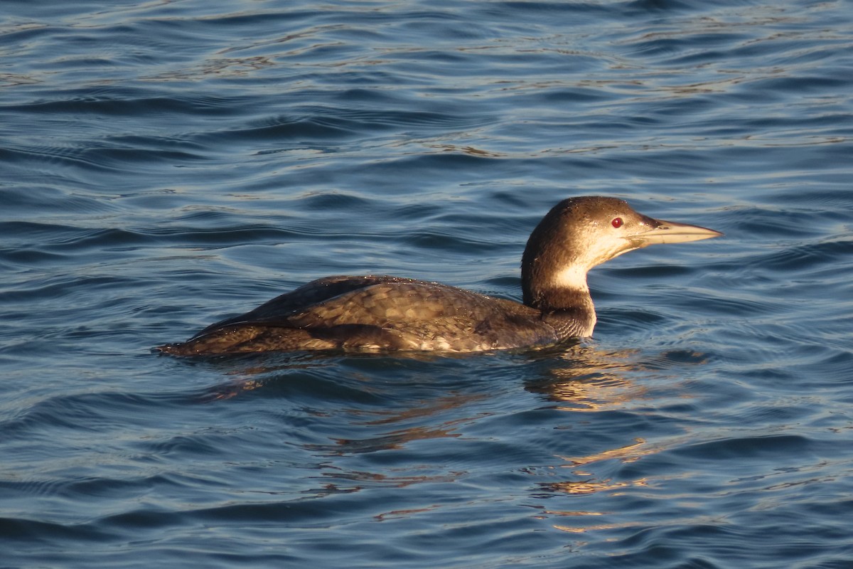 ハシグロアビ - ML645820926