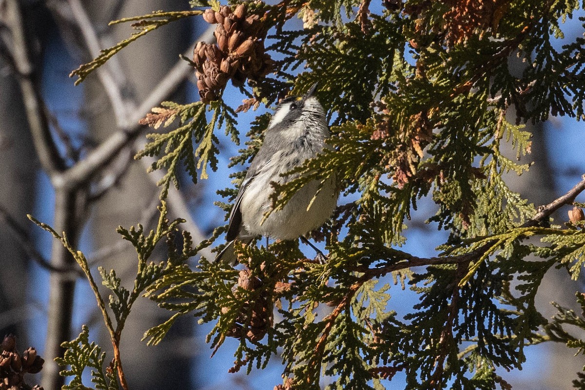 Trauerwaldsänger - ML645820927