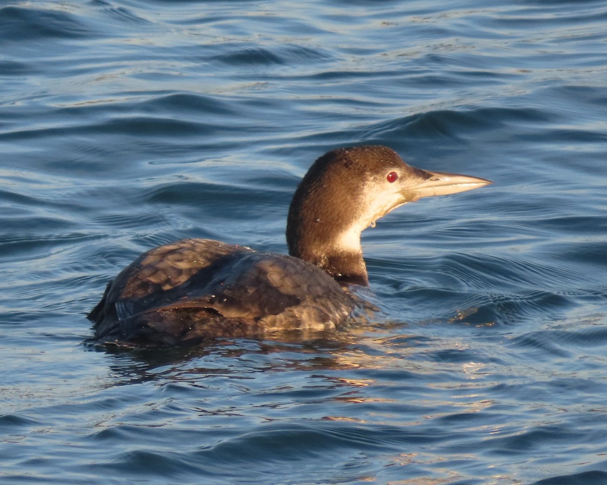 ハシグロアビ - ML645820928