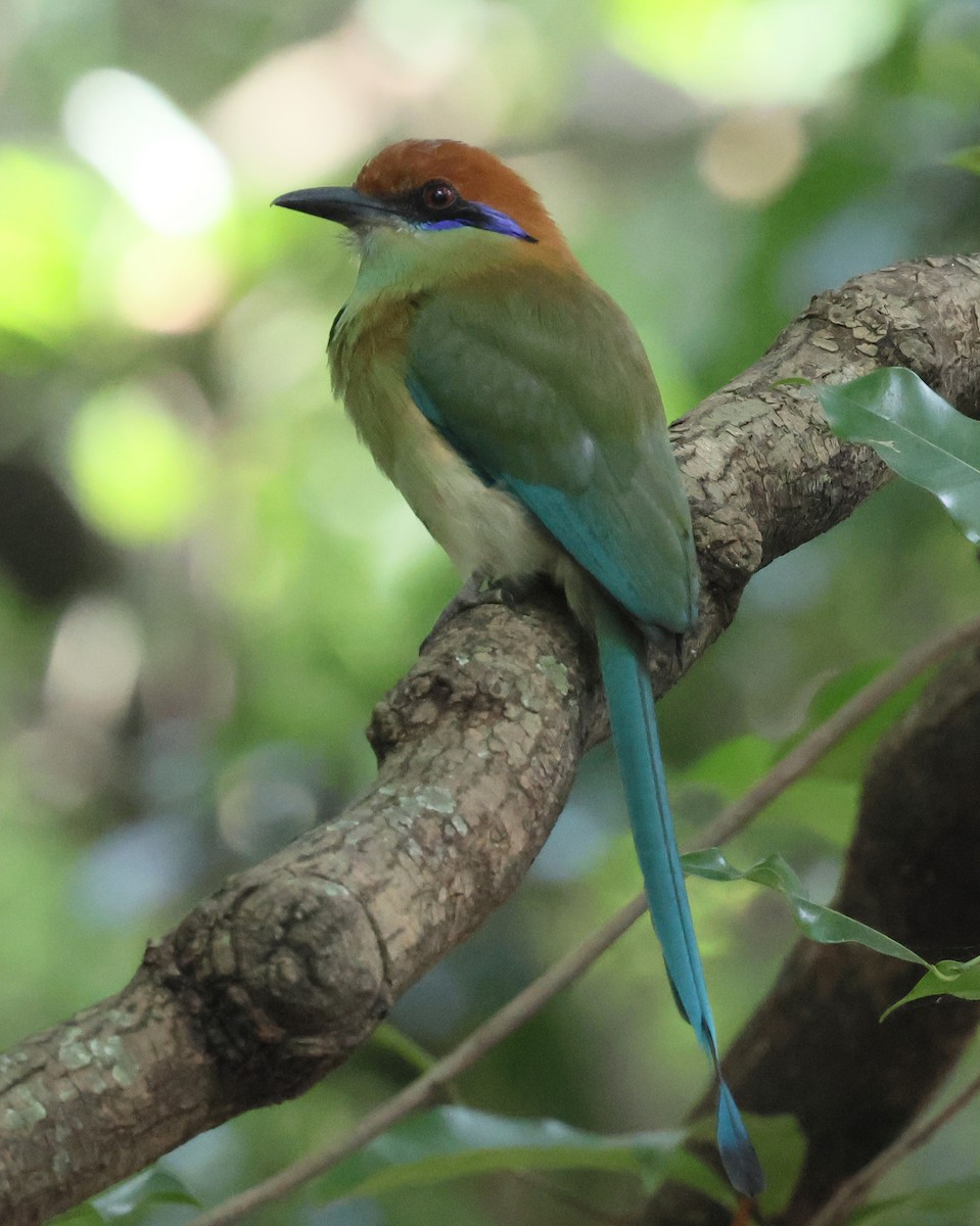 Motmot à tête rousse - ML645820933
