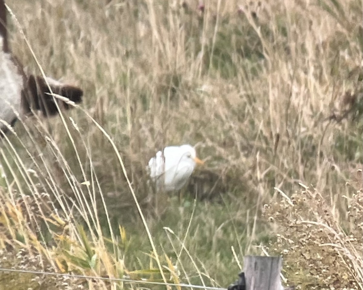 Western Cattle-Egret - ML645820946