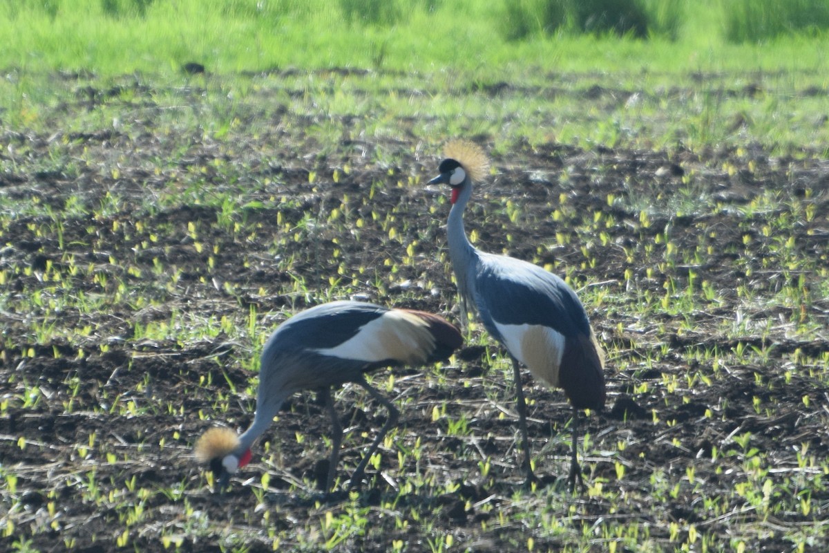 Gray Crowned-Crane - ML645820956