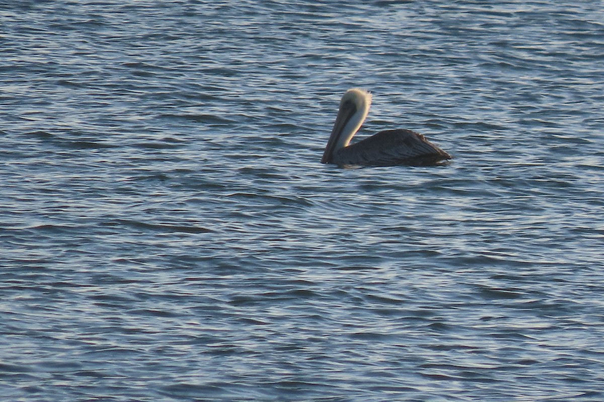 カッショクペリカン - ML645820962