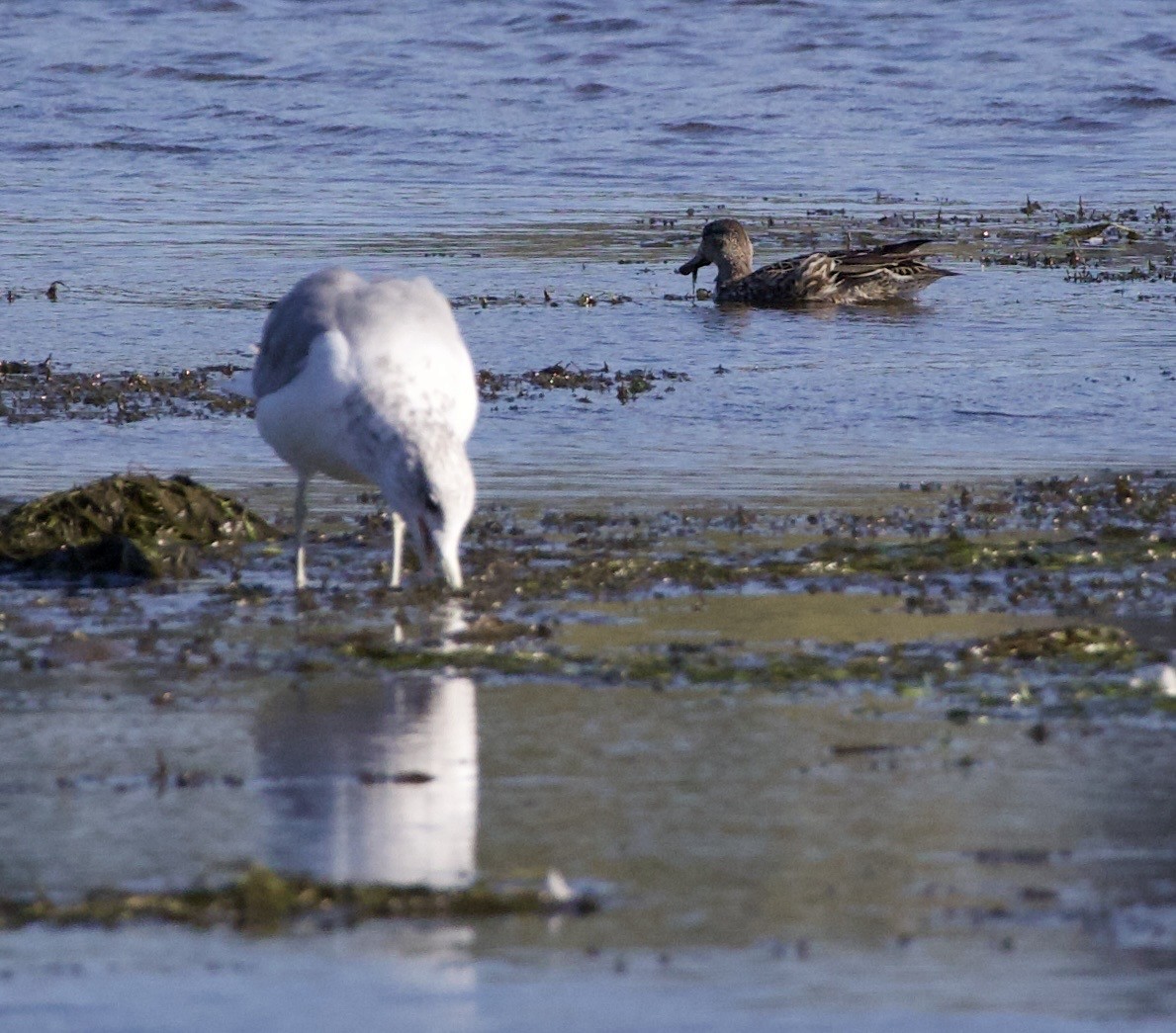 Larinae sp. - ML645820969