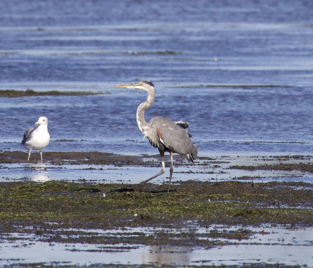 Larinae sp. - ML645820970