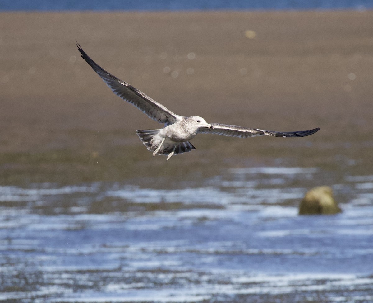 Larinae sp. - ML645820971