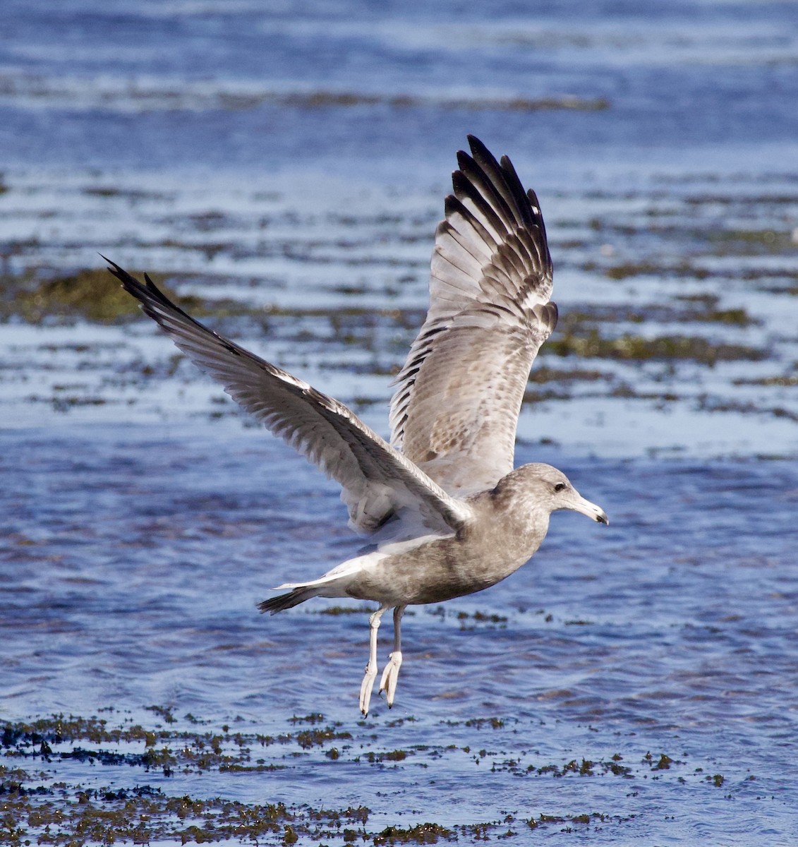 Larinae sp. - ML645820972