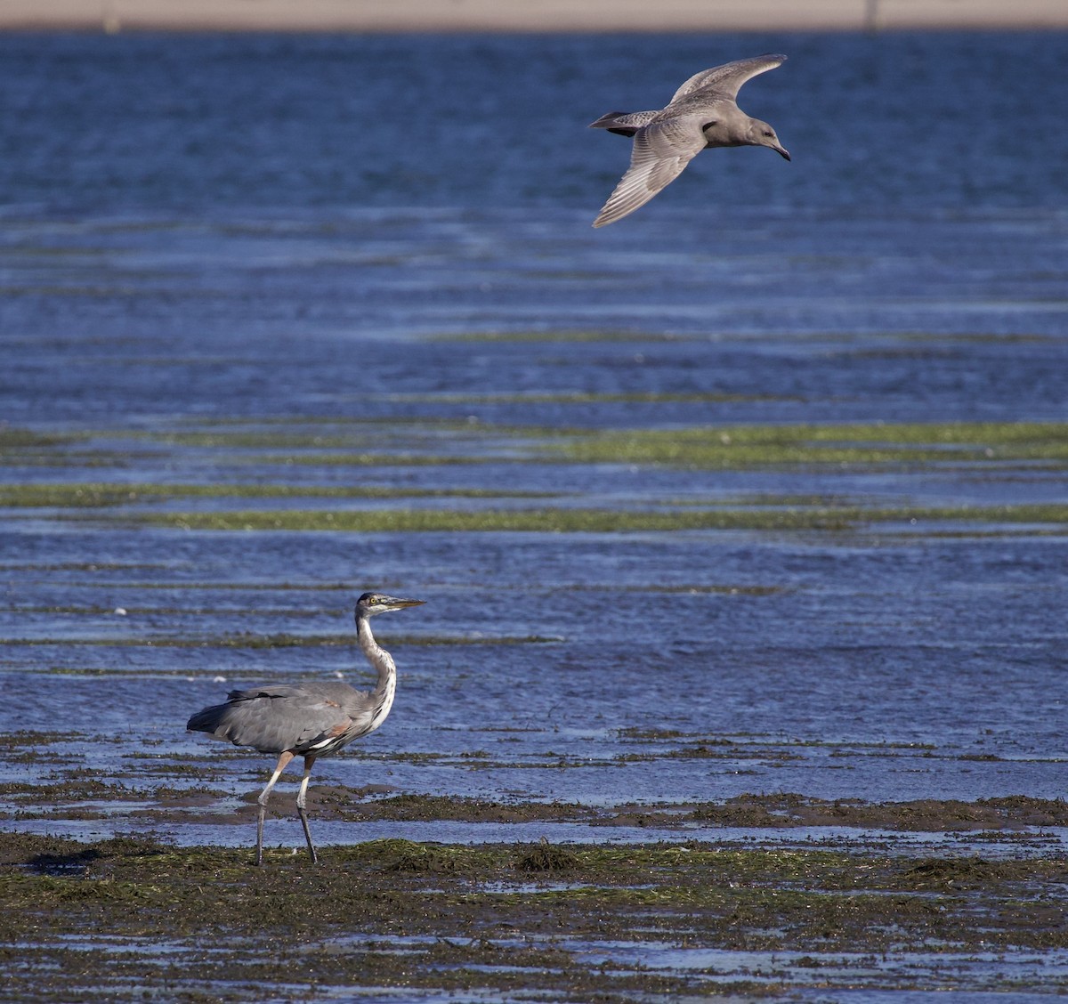 Larinae sp. - ML645820973