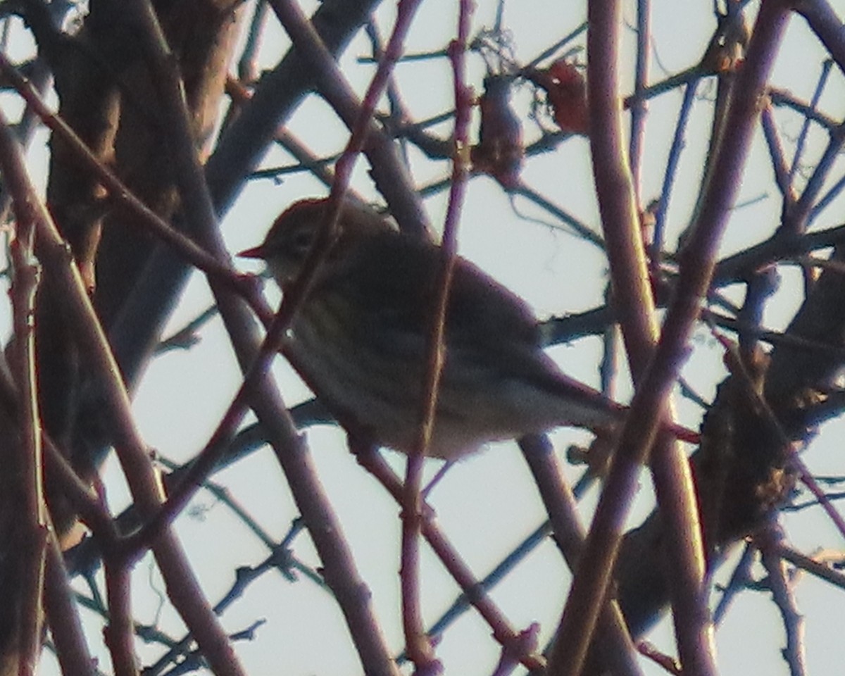 キヅタアメリカムシクイ（coronata） - ML645820983